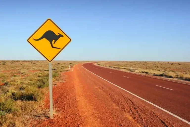 Kangaroo and warning sign